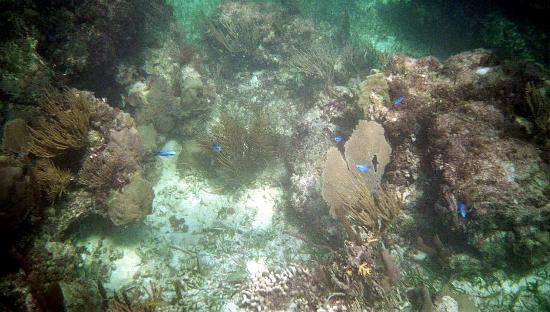 Parque Nacional Arrecife Puerto Morelos